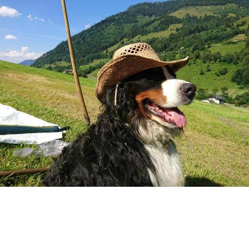 Urlaub am Bauernhof Schiederhof