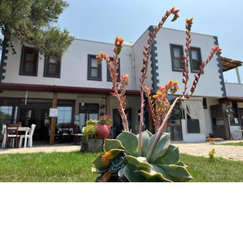 Vayu Hotel&Tiny Houses