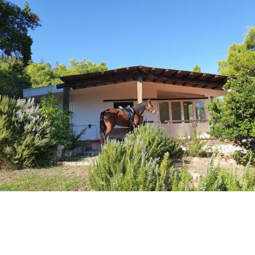 Villa Badde rosa