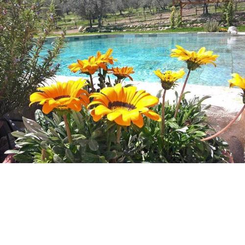 Villa Casaglia 3apartment With Shared Pool