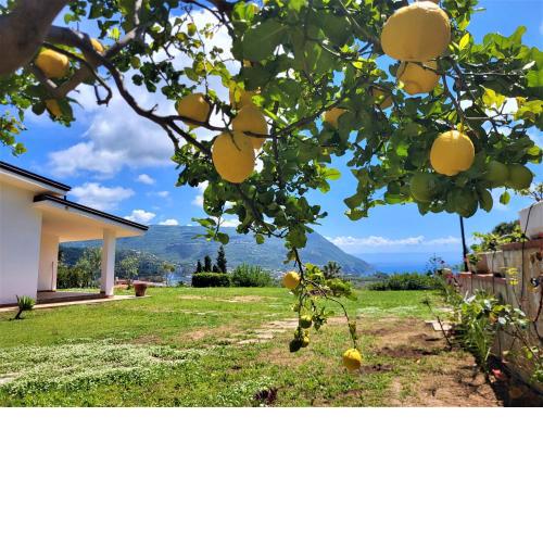 Villa Faro