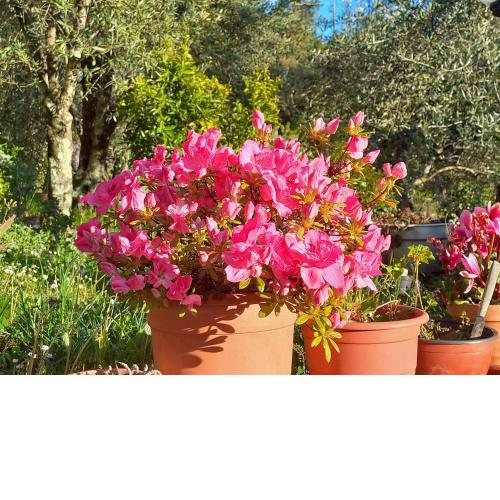 Villa gli Olivi Country House