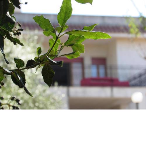 Villa Il Giovane Alloro
