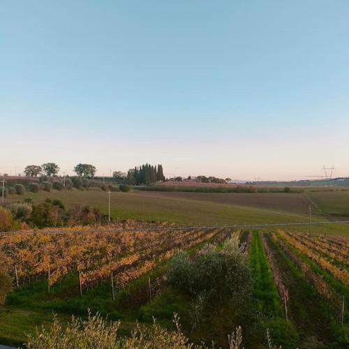 Villa immersa nelle colline toscane, vista vigneto