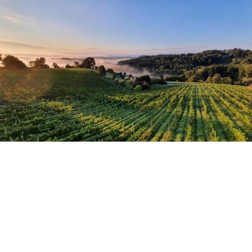 Weingut & Ferienwohnungen Lenhard