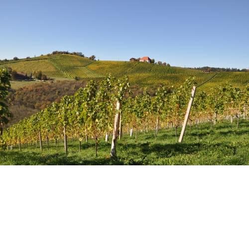 Weingut Kögl